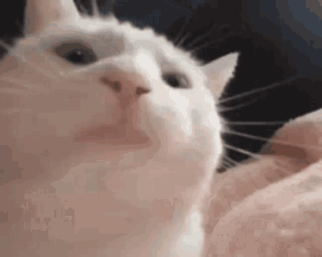 cat.gif