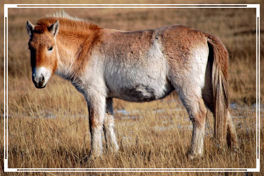 konie_przewalskiego-fotor-20240529233224.png.cac99ad385c0aca271a6e935c39324a1.png